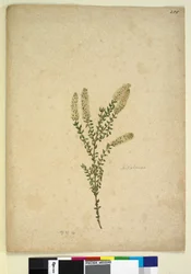 255ページ。メラルーカ、1803年6月6日（トイレ、ペン、インク、鉛筆）