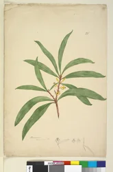 ページ25. Persoonia salicina、c.1803-06（トイレ、ペン、インク、鉛筆）