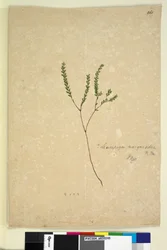 260ページLeucopogon margarodes、c.1803-06（WC、ペン、インク、鉛筆）