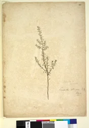 261ページ。Lissanthestrigosa、c.1803-06（wc、ペン、インク、鉛筆）