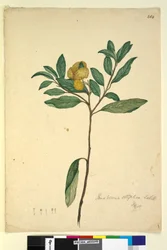ページ264. Pomaderris elliptica、c.1803-06（WC、ペン、インク、鉛筆）