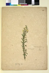 ページ272. Goodenia heterophylla、c.1803-06（wc、ペン、インク、鉛筆）