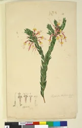33. Styphelia triflora、c.1803-06（トイレ、ペン、インク、鉛筆）