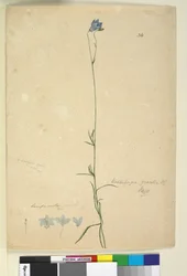 36. Wahlenbergia gracilis、c.1803-06（wc、ペン、インク、鉛筆）