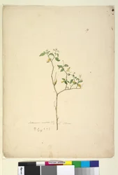 39ページ。Solanum nigrum、c.1803-06（トイレ、ペン、インク、鉛筆）