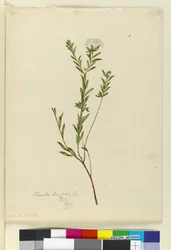 ページ3. Pimelea linifolia、c.1803-06（WC、ペン、インク、鉛筆）