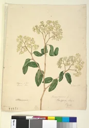 41. Pomaderris lanigera、c.1803-06（トイレ、ペン、インク、鉛筆）