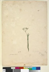 49. Trachymene linearis、c.1803-06（wc、ペン、インク、鉛筆）