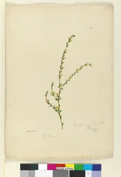 ページ4. Pimelea curviflora、c.1803-06（WC、ペン、インク、鉛筆）