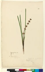 ページ62. Xerotes Lomandra multiflora、c.1803-06（WC、ペン、インク、鉛筆）