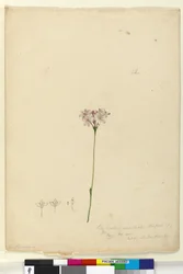 ページ63. Burchardia umbellata、c.1803-06（トイレ、ペン、インク、鉛筆）