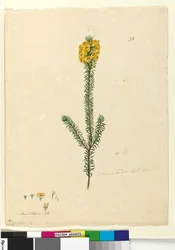 73. Dillwynia rubis？、c.1803-06（wc、ペン、インク、鉛筆）