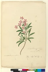 77. Ceratopetalum gummiferum、c.1803-06（トイレ、ペン、インク、鉛筆）