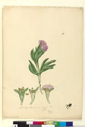 82ページMesembryanthemum aequilaterale、c.1803-06（wc、ペン、インク、鉛筆）