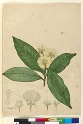 ページ85. Angophora intermedia、c.1803-06（wc、ペン、インク、鉛筆）
