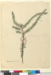 ページ86. Leptospermum scoparium、c.1803-06（WC、ペン、インク、鉛筆）