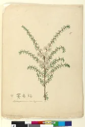 ページ87. Leptospermum ambiguum、c.1803-06（トイレ、ペン、インク、鉛筆）