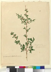 88. Leptospermum flavescens、c.1803-06（トイレ、ペン、インク、鉛筆）