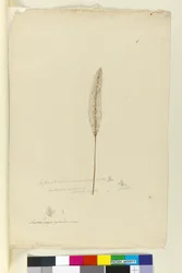 ページ8. Imperata arundinacea syn。 Saccharum cylindricum、c.1803-06（WC、ペン、インク、鉛筆）