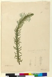 98. Chloanthes stoechadis、1803-06年頃（トイレ、ペン、インク、鉛筆）