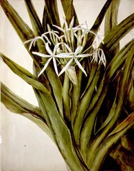 マレー・リリー（cirinum pedunculatum）。