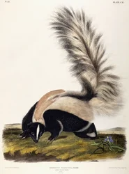 オオシマスカンク、1846年