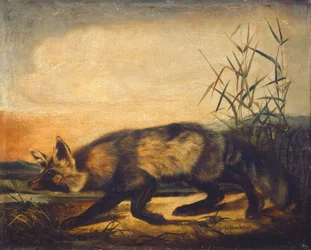 尾の長いアカギツネ、1848-1854年。