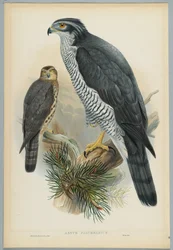 Astur Palumbarius-HCリヒターによって刻まれたJ.ウルフによって描かれたオオタカ
