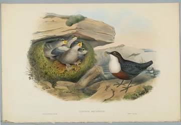 Cinclus Aquaticus-HCリヒターによって刻まれた水OuselまたはDipper
