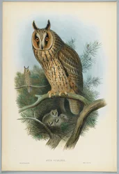 Otus Vulgaris-HCリヒターによって刻まれたJ.ウルフによって描かれた長い耳のフクロウ