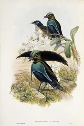 極楽鳥花（Lophorina Superba