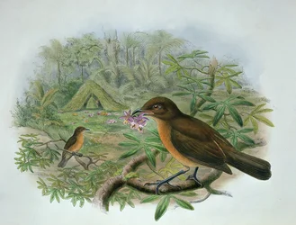 Amblyornis Inornatus、フォーゲルコップの庭師Bowerbird