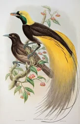 極楽鳥：オオフウチョウ、Paradisaea apoda