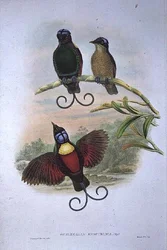 Wilsons Diphyllodes Respuhlica-鳥の楽園