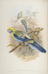 オーストラリアの鳥のジョングールド作、1840年のPlatycerus cyanogenus