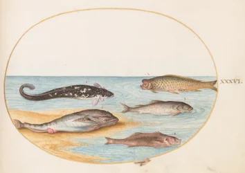 魚、1575-80年頃