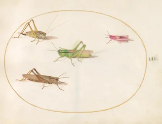 昆虫、c.1575-80