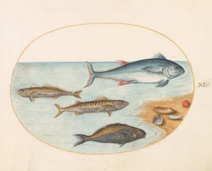 プレート 11: 4 つの魚と貝殻