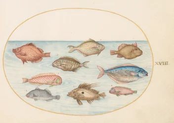 図版18：イノシシダイ、カミソリウオ、バターフィッシュ、マトウダイ、その他の魚
