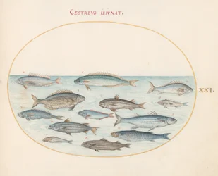 プレート 21: タラ (?) とその他の魚