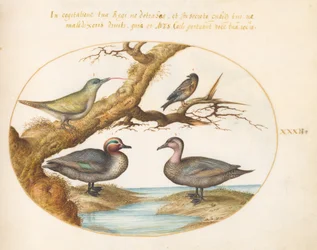 図版32：アメリカコガモ、若いヨーロッパアオゲラ、その他の2羽の鳥