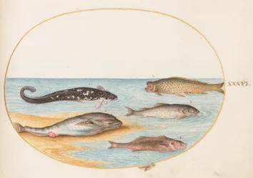Plate 36: コイ(?)を含む5匹の魚