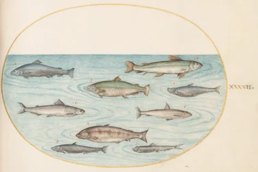 図版42：9匹の魚