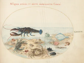 プレート 44: ロブスター、2 匹のカニ、ホタテの貝殻、その他の海洋生物