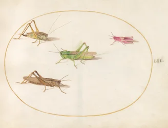 第52図版：4匹のバッタ