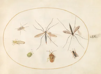 プレート 59: サンザシ シールド バグ、ツル ハナアブ、ハナアブを含む 7 つの昆虫