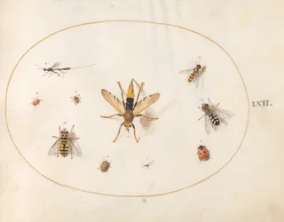 図版62：10匹の昆虫