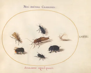 Plate 67: シロチョウとミツバチを含む7つの昆虫