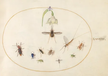 第77図版：白い花、カゲロウ、青いゾウムシ、その他の昆虫を伴う斑点のあるビーバエ