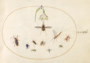 プレート 77: ハチドリ オオスカシバと白い花、青と緑のゾウムシ、その他の昆虫